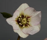 Helleborus orientalis picotee. Hybrid.