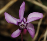 Cyclamen coum. Close-up.