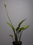 Drimiopsis maculata.