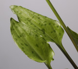Drimiopsis maculata. Foliage.