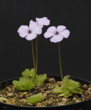 Pinguicula rotundiflora 2008.