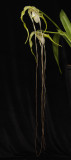 Phragmipedium wallisii.