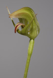 Pterostylis x ingens.