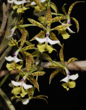 Epidendrum stamfordianum.