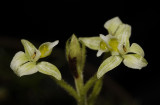 Ponthieva racemosa. (Plant courtesy of Jac. Wubben)