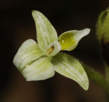 Ponthieva racemosa close-up. (Plant courtesy of Jac. Wubben)