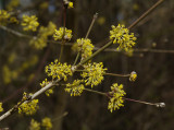 Cornus mas.