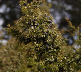 Juniperus communis.