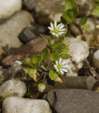 Stellaria media. Dwarfed plant.