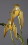 Ida fulvescens. (Plant courtesy of Jac. Wubben)