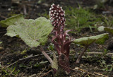 Petasites hybridus. Female plant.