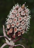 Petasites hybridus. Male infloresence.