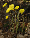 Tussilago farfara.