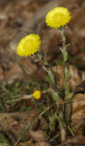 Tussilago farfara.