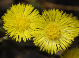 Tussilago farfara. Close-up.