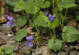 Flowers fragrant, dark bluish lilac. (sometimes white). Forms colonies by means of thin runners. (Viola odorata)