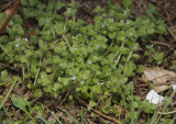 Veronica hederifolia.