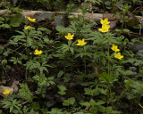 Anemone ranunculoides.