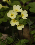 Primula elatior. Close-up.