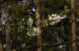 Prunus avium.