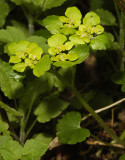Chrysoplenium alternifolium.