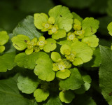 Chrysoplenium alternifolium. Close-up.
