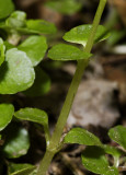 Chrysoplenium oppositifolium. Showing opposite leaves.