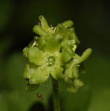 Adoxa moschatellina Close-up.