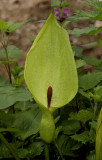 Arum maculatum. Flower.