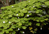 Oxalis acetosella.
