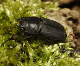 Dorcus parallelipipedus.
