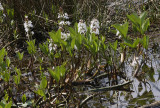 Menyanthes trifoliata.