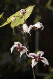 Epimedium epsteinii.
