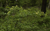 Sambucus racemosa.