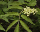 Sambucus racemosa. Closer.