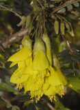 Sophora microphylla. Close-up 2.