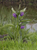 Symphytum officinale.