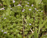 Sherardia arvensis.