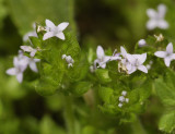 Sherardia arvensis. Close-up.