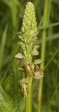 Orchis anthropophora.