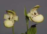 Cypripedium flavum. Two flowers.