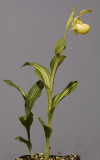 Cypripedium flavum Variegatum side.