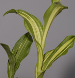 Cypripedium flavum Variegatum. Foliage.