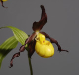 Cypripedium parviflorum var. parviflorum.Close-up side.