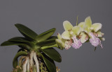 Sedirea japonica 'Daruma'.