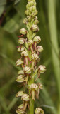Orchis anthropophora. Spike.