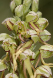 Orchis anthropophora. With pollinator 4.