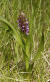 Dactylorhiza incarnata.