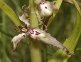 Himantoglossum hircinum. Peloric.