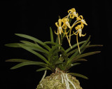 Neofinetia falcata. Kibana fuuran.